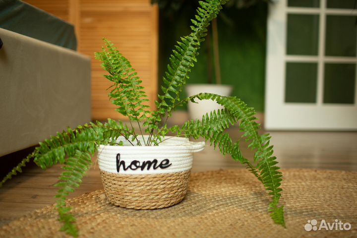 Орбифолия, папоротники, кротоны и пр