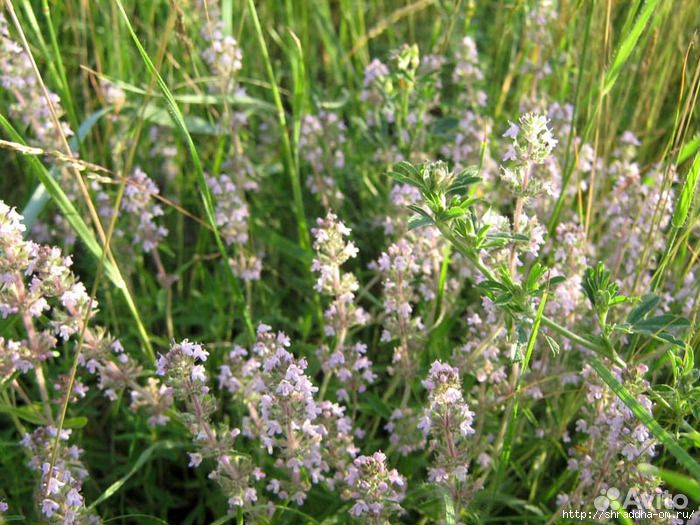 Чабрец, тимьян