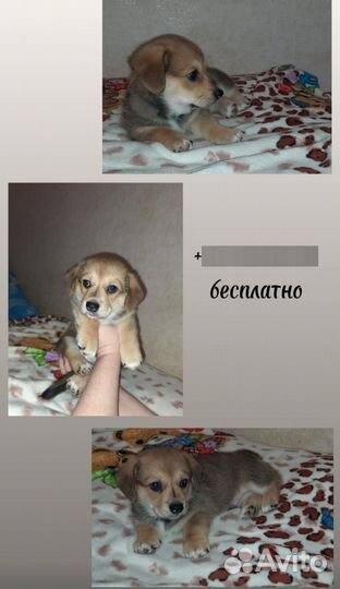 Щенки в добрые руки