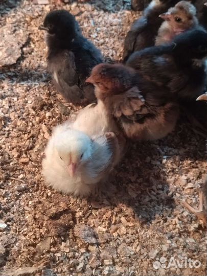 Цыплята 2 недели