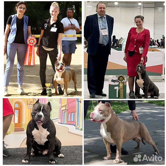 Американский булли