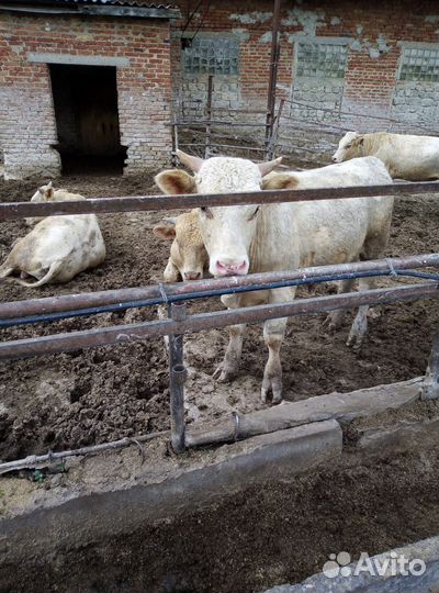 Быки на племя