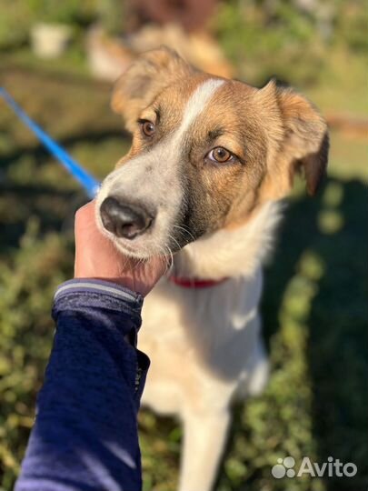 Малыш Саймон