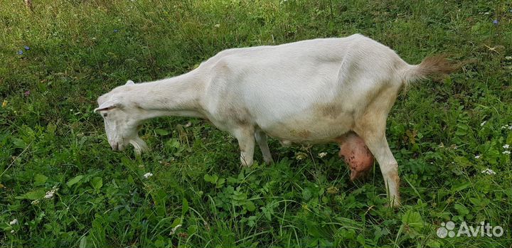 Коза альпийская и зааненская