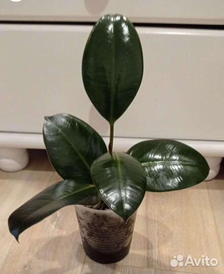 Фикус Робуста и Фикус Мелани,фикусы двух оттенков