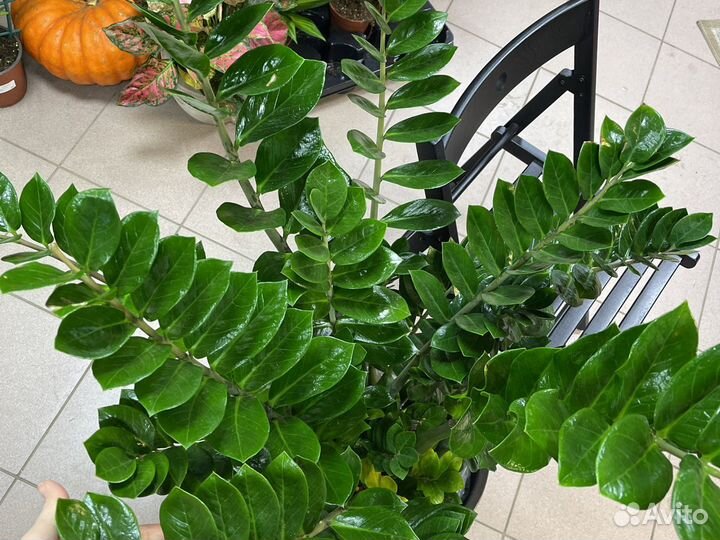 Замиокулькас Н110