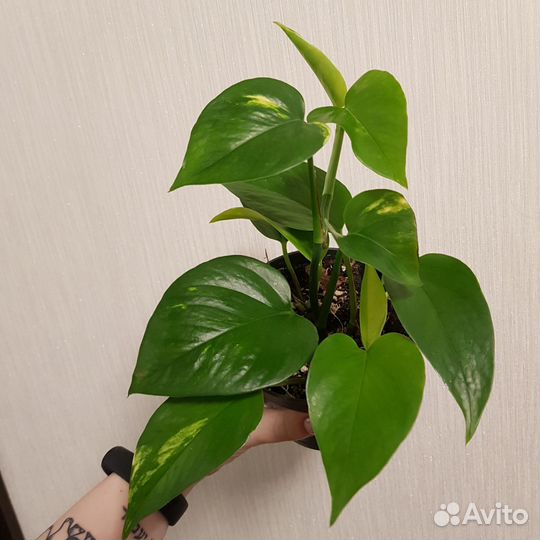 Эпипремнум ауреум