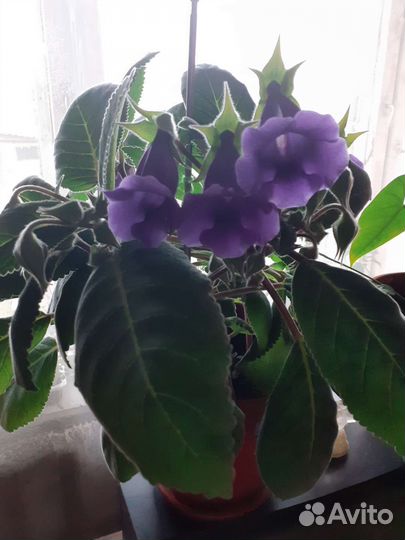 Рассада помидор,перца острого и сладкого