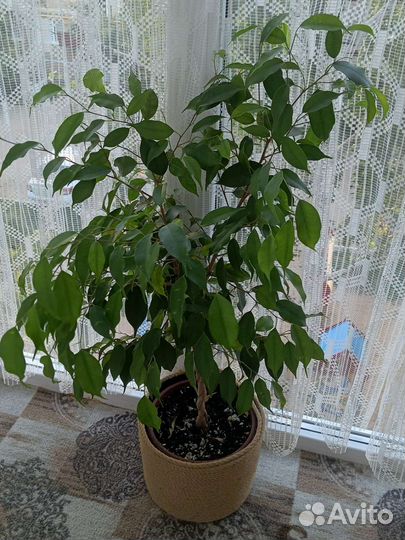 Фикус Бенджамина