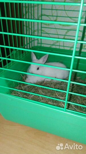 Взрослая девочка 3-года