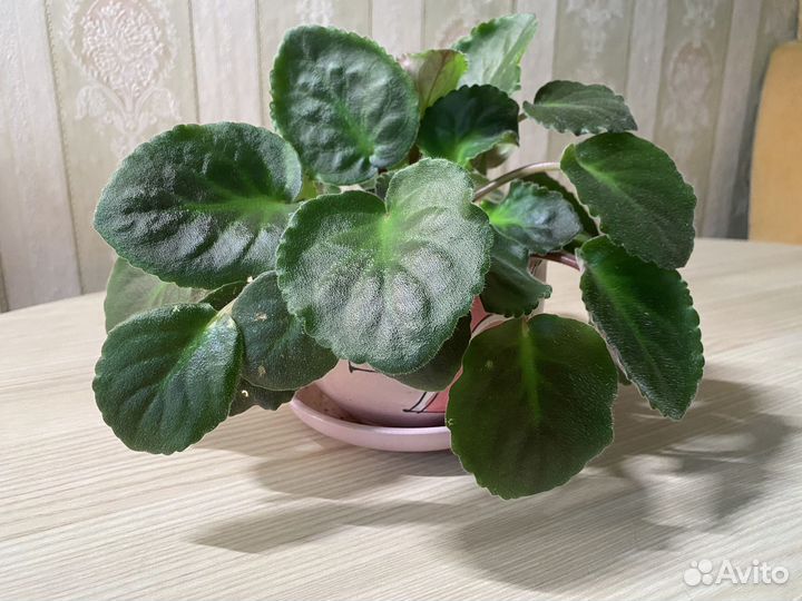 Фиалка взрослая