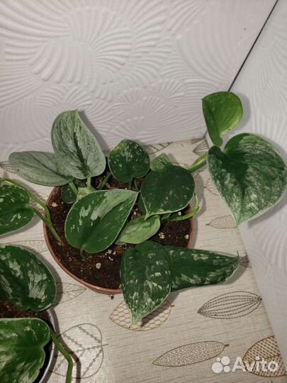 Эпипремнум Сильвер Энн