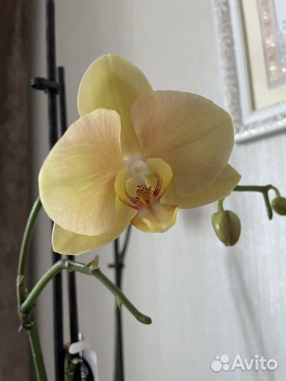 Орхидея фаленопсис