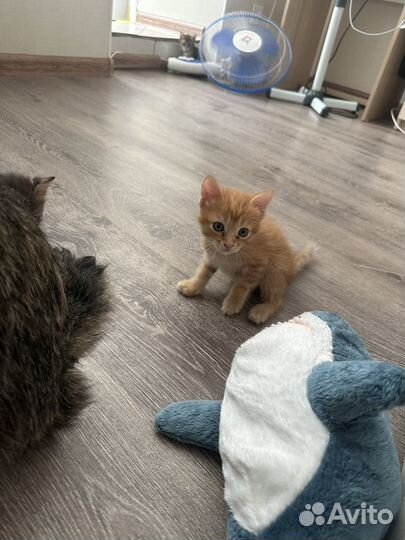 Котята бесплатно