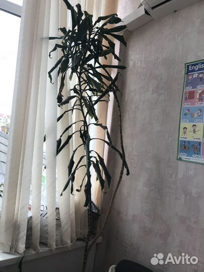 Цветок чуть больше 2 м