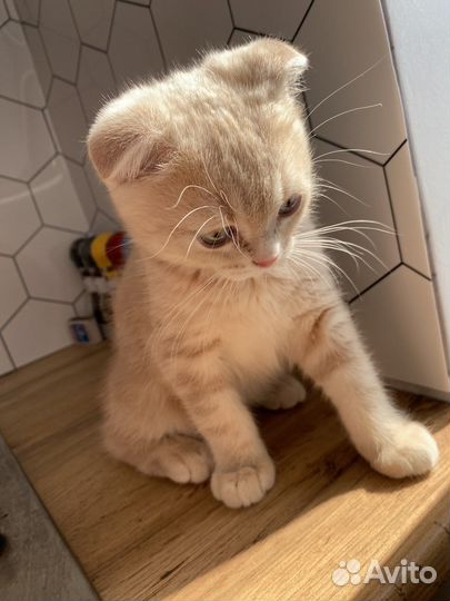 Персиковый шотландец