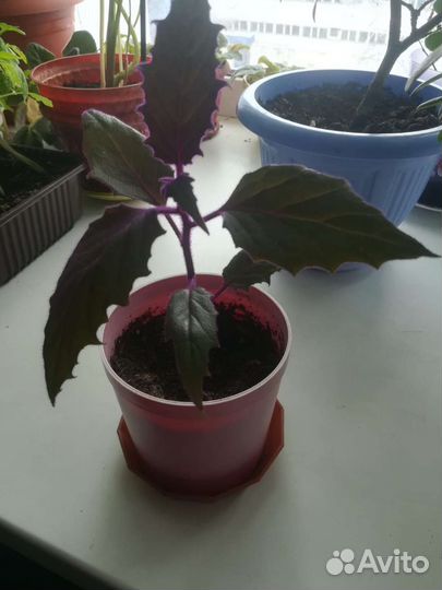 Продам цветы комнатные