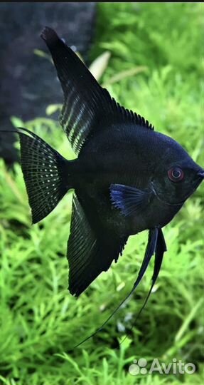 Рыбки скалярии