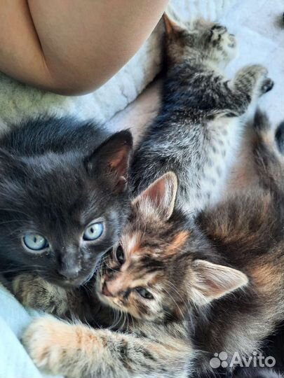 Котята Бомбейской кошки