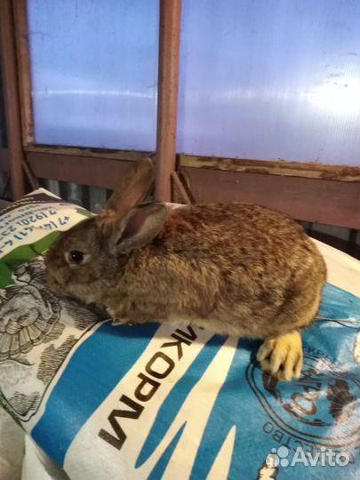 Кролики на мясо и живьем для разведения