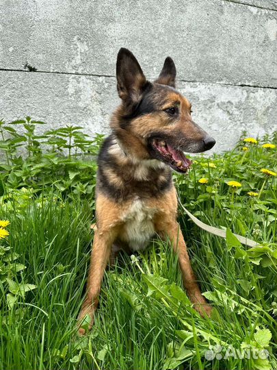 Небольшая овчарка ищет дом