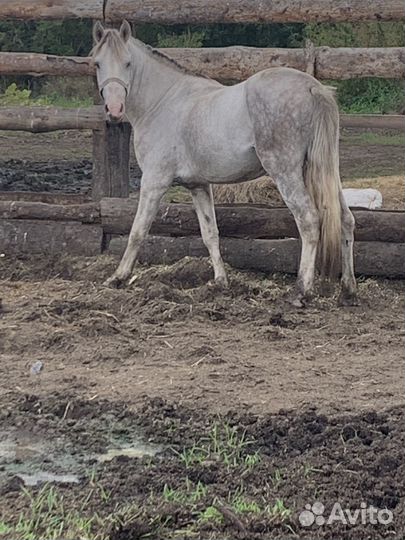 Жеребец и кобыла