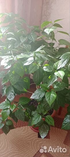 Гибискус китайская роза