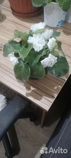 Фиалка в горшках