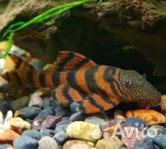 Сомики Номерной L 397 (Красная Зебра)