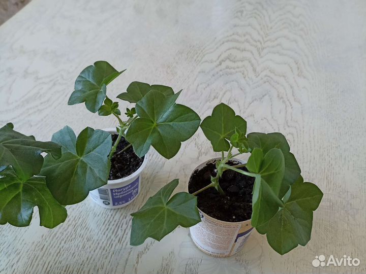 Герань пеларгония плющелистная