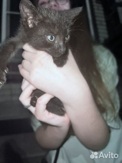 Кошка в дар