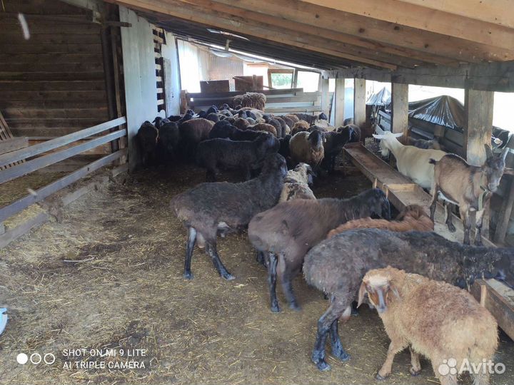 Овцы бараны