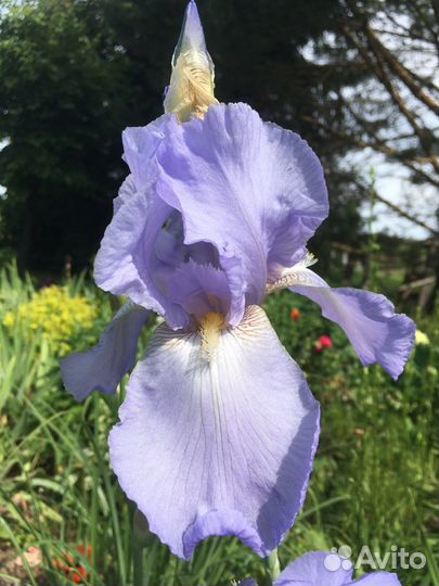 Ирисы в ассортименте