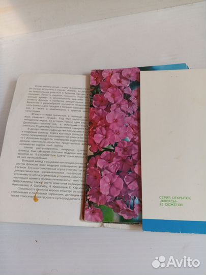 Набор открыток Флоксы