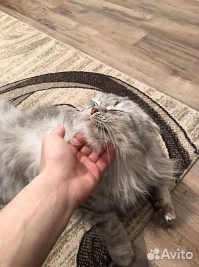 Кошка