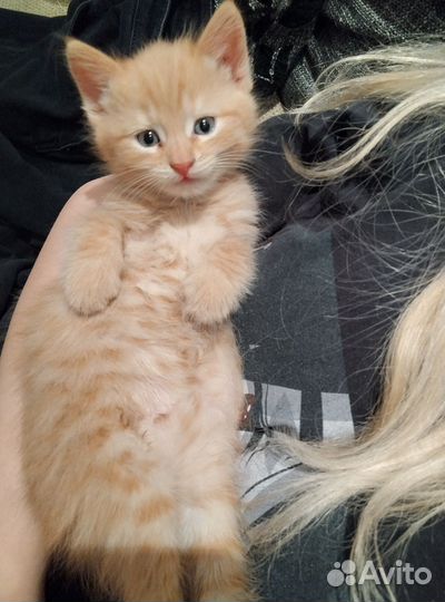 Котёнок мальчик в дар