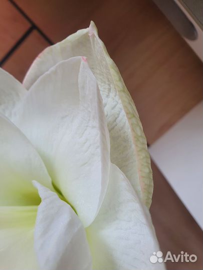 Гиппеаструм амариллис