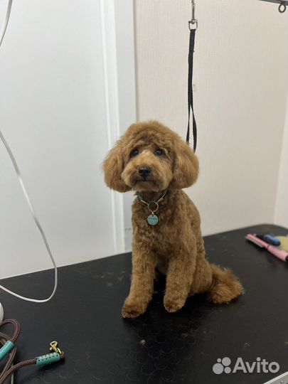 Стрижка собак, экспресс-линька, ЖК Самолет