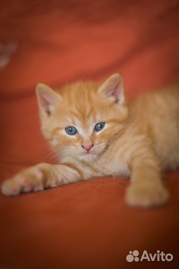 Котята от турецкой ангоры