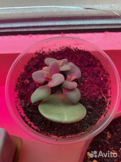 Толстянка,денежное дерево