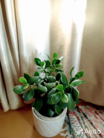 Крассула толстянка