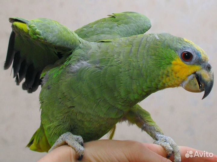 Продаю попугая