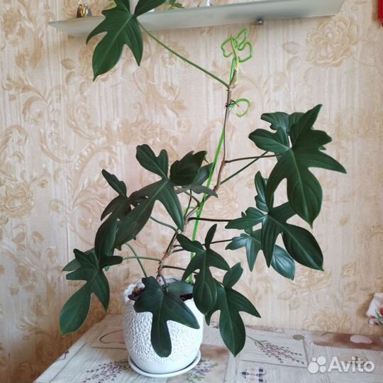 Спатифиллум