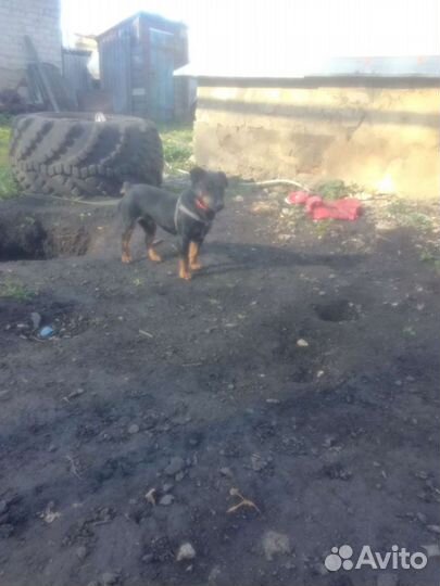 Вязка. ягтерьер