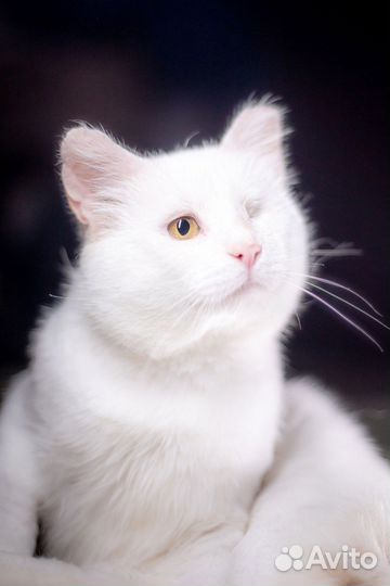 Котик Сахарок