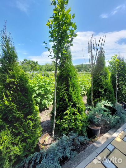 Туи, можжевельники, гибискус древовидный