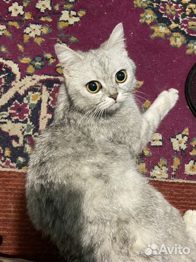 Котенок и кошка