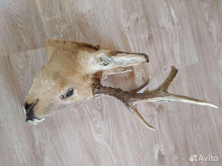 Рога косули