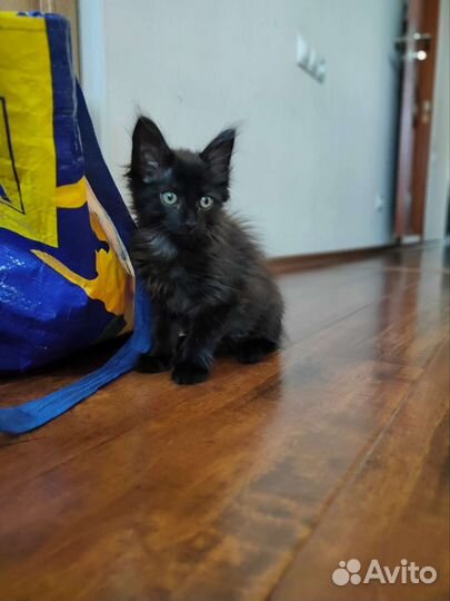 Котенок 2 мес в добрые руки