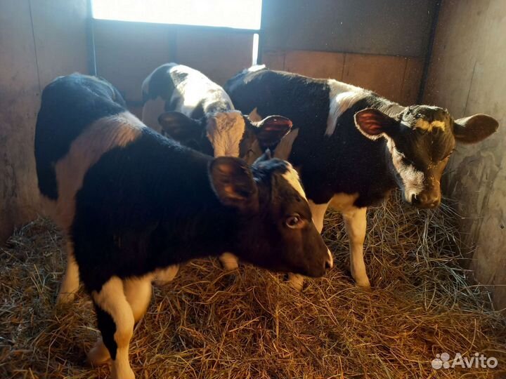 Бычки элитные